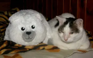 Dejme kočičím bytůstkám šanci na bezpečí a důstojný život