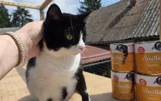 Prosba o příspěvek na nákup krmiva a steliva pro kočičky z Píšánku