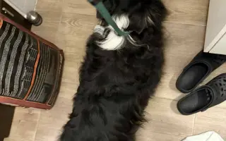 Operace kolene pro Meggie