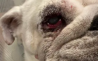 Záchrana pro Stelu – operace nádoru a oka