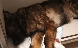 Pomoc Furině v boji s lupusem (SLE)