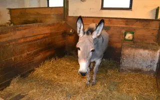 Pomohli jste Petře s autismem