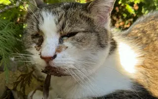 Uličnice prosí o pomoc