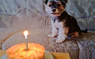 Pomoc pro Čika: boj s Cushingovým syndromem