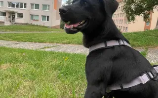 Ortopedická operace pro fenku Báru