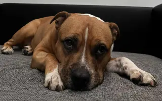 ...aby se Roxy mohla postavit bezbolestně na nohy
