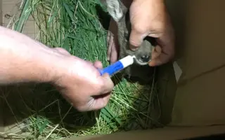 Veterinární péče a krmivo pro svěřence v útulku