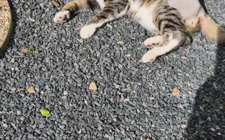 Pro kocourka Maxíka po operaci