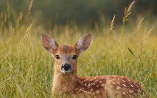 Stop utrpení srnčat – pomozte nám koupit dron s termovizí