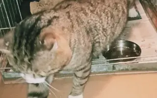 Pomoc pro nemocného kocoura z ulice – na léčbu a bezpečný domov