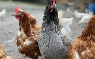 Bezpečný výběh pro slepičky, které dostaly druhou šanci