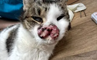 Filípek chce žít: pomoz mu porazit nádor