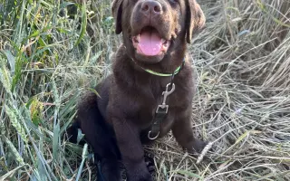 Akutní ortopedická léčba pro Arga 🤎