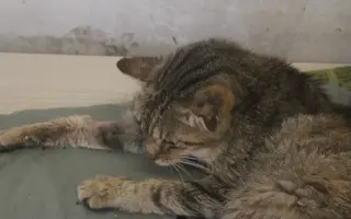 Bezbolestný život pro Žanetku a Kačenku