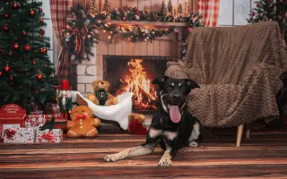 Pomozte nám ulevit Persimu od bolesti