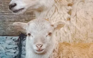 ❤️ Pomozte Farmě Duběnka zůstat místem pro děti i zvířata