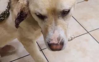 Veterinární pomoc naším svěřencům