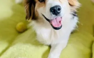 POMOC PRO FOXÍČKA - ZDRAVÝ DECH A PROTÉZA