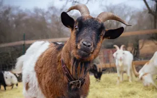 Voříškov prosí o pomoc pro psí útulkáče, poničku Babuňu, kočky a další zvířátka