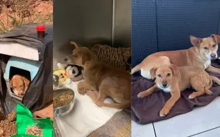 Pomozte nám postavit útočiště pro psy z ulice