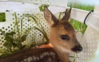 Pomozte Oldovi zachránit další srnčata