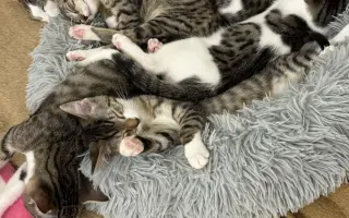 Pomoc s úhradou veterinárních nákladů 🙏