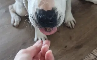 Pomůžete naší Mie zase bez bolestí, běhat po všech čtyřech?