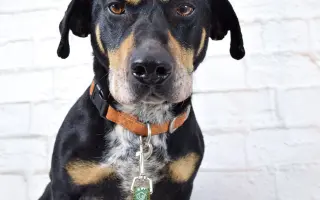 Pomáháme opuštěným a týraným psům najít cestu domů 🩷