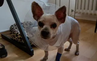 Šance pro Rikiho: pomoc po operaci nádoru