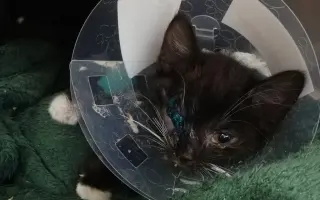 ❣️FUNGOVÁNÍ LIGY NA OCHRANU ZVÍŘAT - VETERINÁRNÍ PÉČE PRO KOČKY V NOUZI⚕️👩‍⚕️
