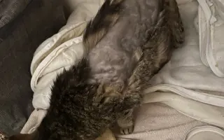 Kočky vrní, faktury křičí. Pomozte MonPet z.s. dál zachraňovat kočičí životy.