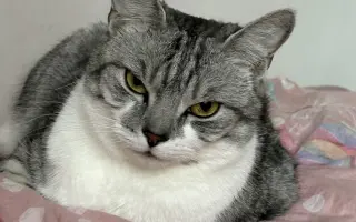 Daisy bojuje o život. Pomozme jí znovu dýchat