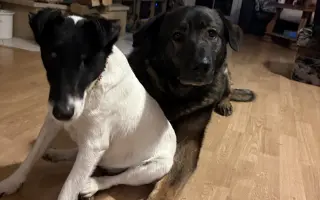 Pomozte zachránit Berrynku