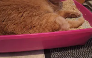 9 nalezených Lásek