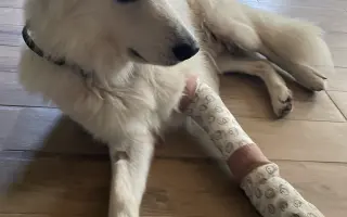 Pomozte Ullymu zase skákat přes kaluže! 🐾
