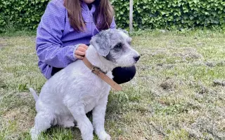 Pomozme Brunovi získat šanci na bezbolestný pohyb a klidné stáří