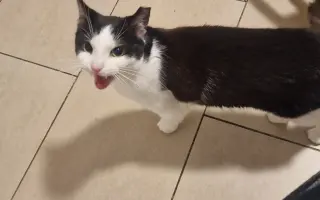 Pomoc pro kočičku Mínu - operace zubů