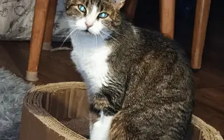 Pomoc pro opuštěná zvířátka - Kastrace, veterina, krmeni, kočkolit