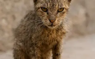 Zvířata na šumpersku potřebují Vaši pomoc