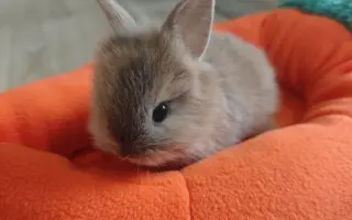 Sucho vypálilo pastviny. Zachráněná zvířata potřebují seno.