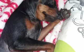 Fenka Bára vždy stála při Pavlíně, teď je řada na ní