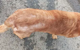 Nekonečný boj o záchranu zvířecích životů 😢