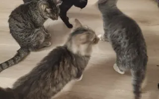 Druhá šance na život – veterinární péče pro zraněné, opuštěné a týrané kočky