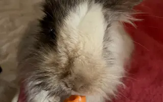 Z ulice do bezpečí: pomozte králíčkovi Beky