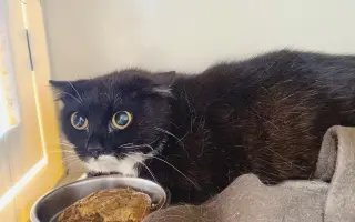 Pomoc s úhradou veterinárních nákladů 🙏