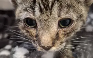 Pomoc pro kočky a koťátka Kočky u Katky