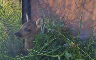 Mláďata na jaře, ostatní zvířata celoročně - ti všichni nás potřebují!