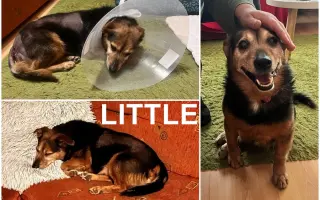 🙏🐾 Prosíme: "Pomozte nám uhradit veterinární péči pro pejsky bez domova." 🐾🙏