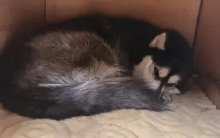 Pomoc pro Kiru – druhá operace přetrženého vazu během pár měsíců