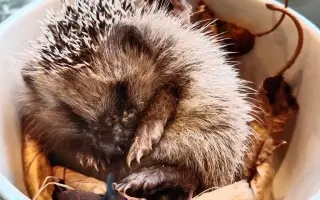 ❤️ Pomozte Farmě Duběnka zůstat místem pro děti i zvířata